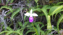 0157-Orchidee