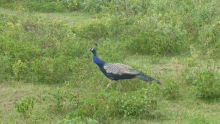 0235-Pfau
