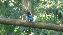 0330-Eisvogel