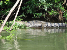 16 Krokodil am Belize River