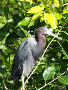17 Blaureiher am Belize River