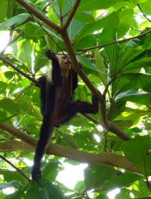 18 Kapuzineraffe auf Roatan Honduras