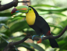 19 Tukan auf Roatan Honduras