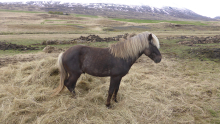 220-Island-Pferd