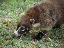 24 Nasenbaer in Panama