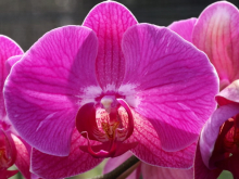 33 Santo Domingo Botanischer Garten