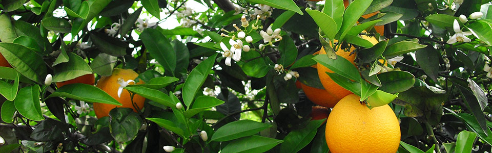 <p>Header-Slideshow</p>